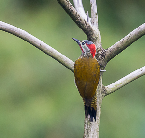 Golden-olive Woodpecker, Asa Wright Nature Center, Trinidad.